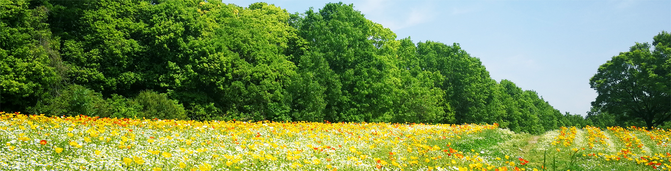 木々に囲まれた一面の花畑の画像